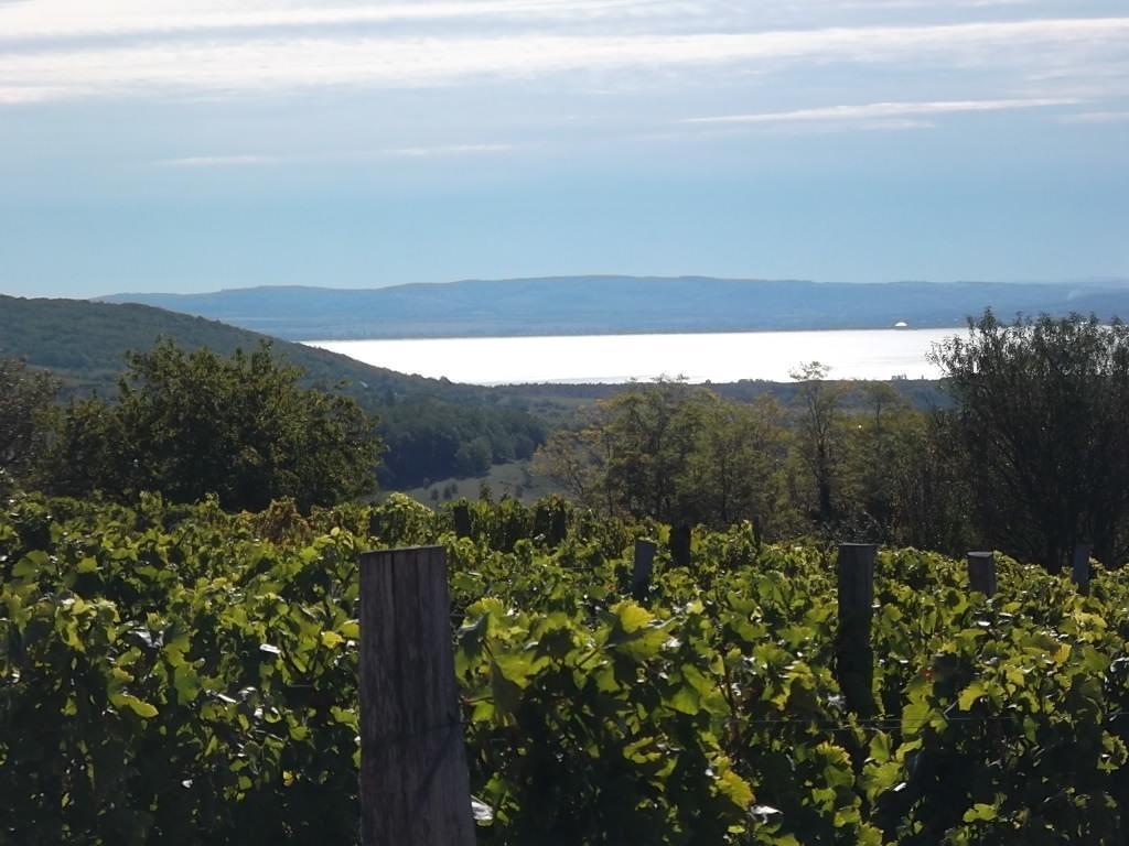 Juhfark Fogado Es Borhaz Bed & Breakfast Balatoncsicso ภายนอก รูปภาพ